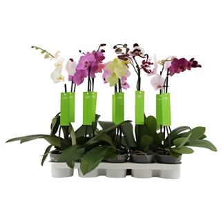 Orquidea 1 Vara Cactus Canarias