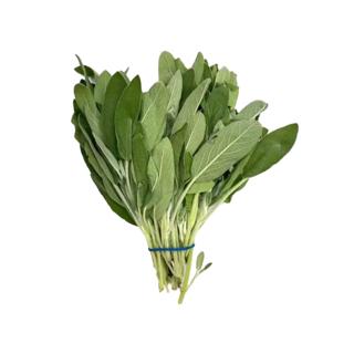 Salvia Manojo