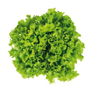 Lechuga Batavia UD